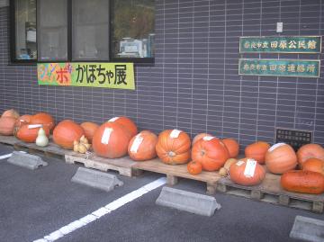 ジャンボなかぼちゃ展写真