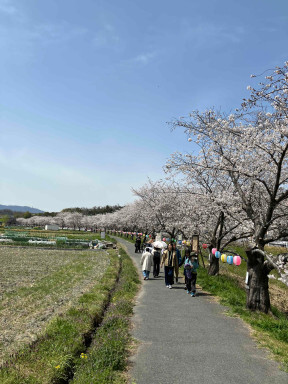 桜並木