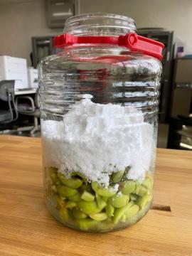 青梅を仕込み中